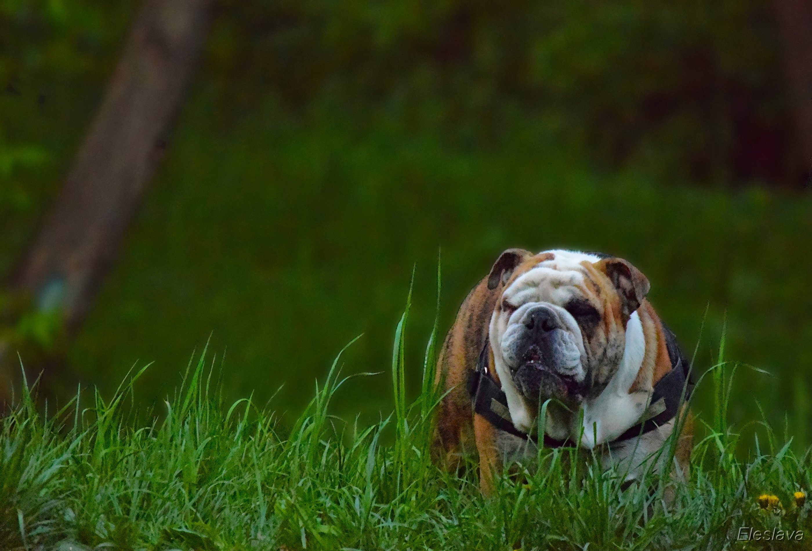 Уход за английским бульдогом