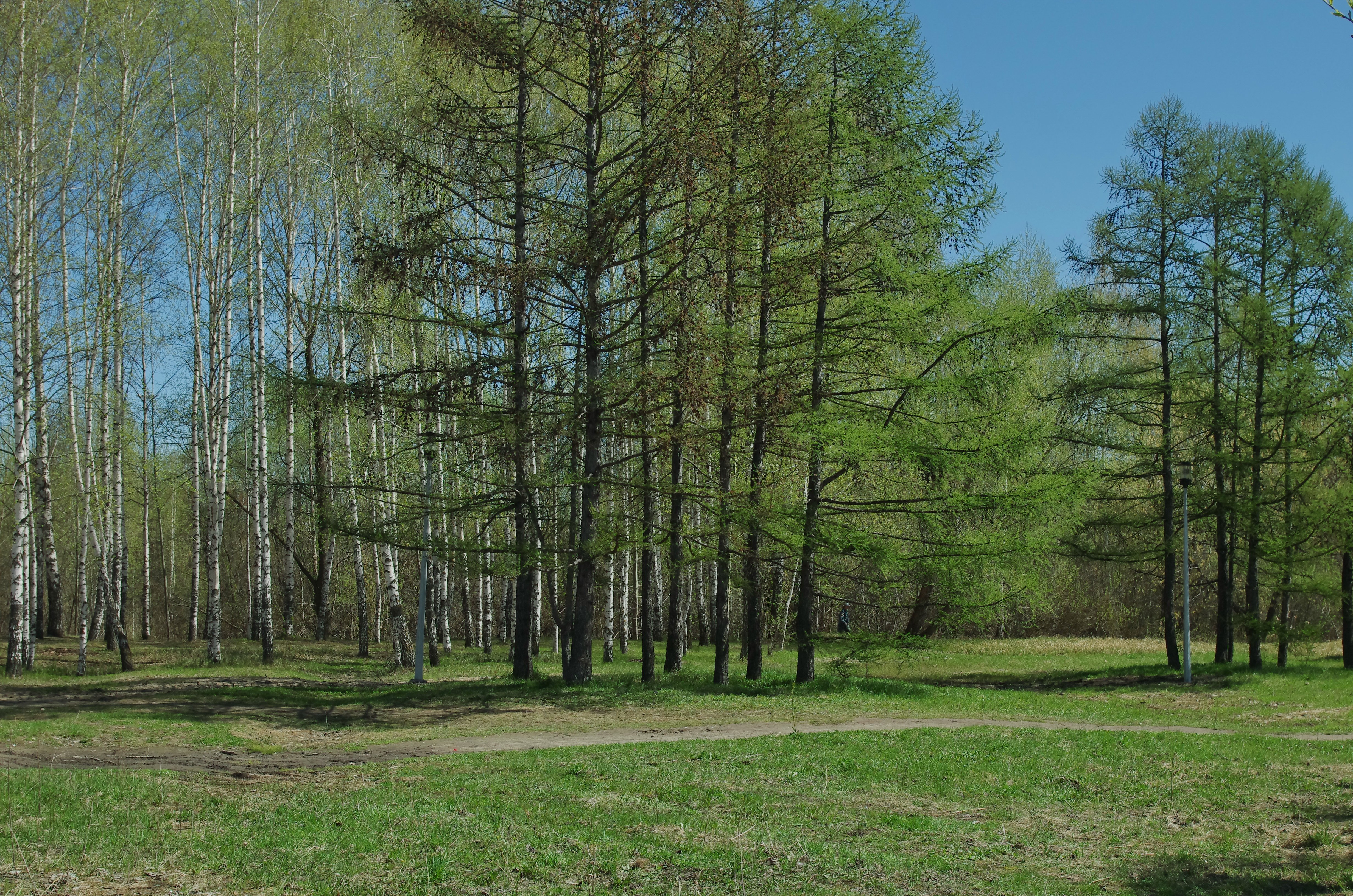 Лиственница Сибирская в парке