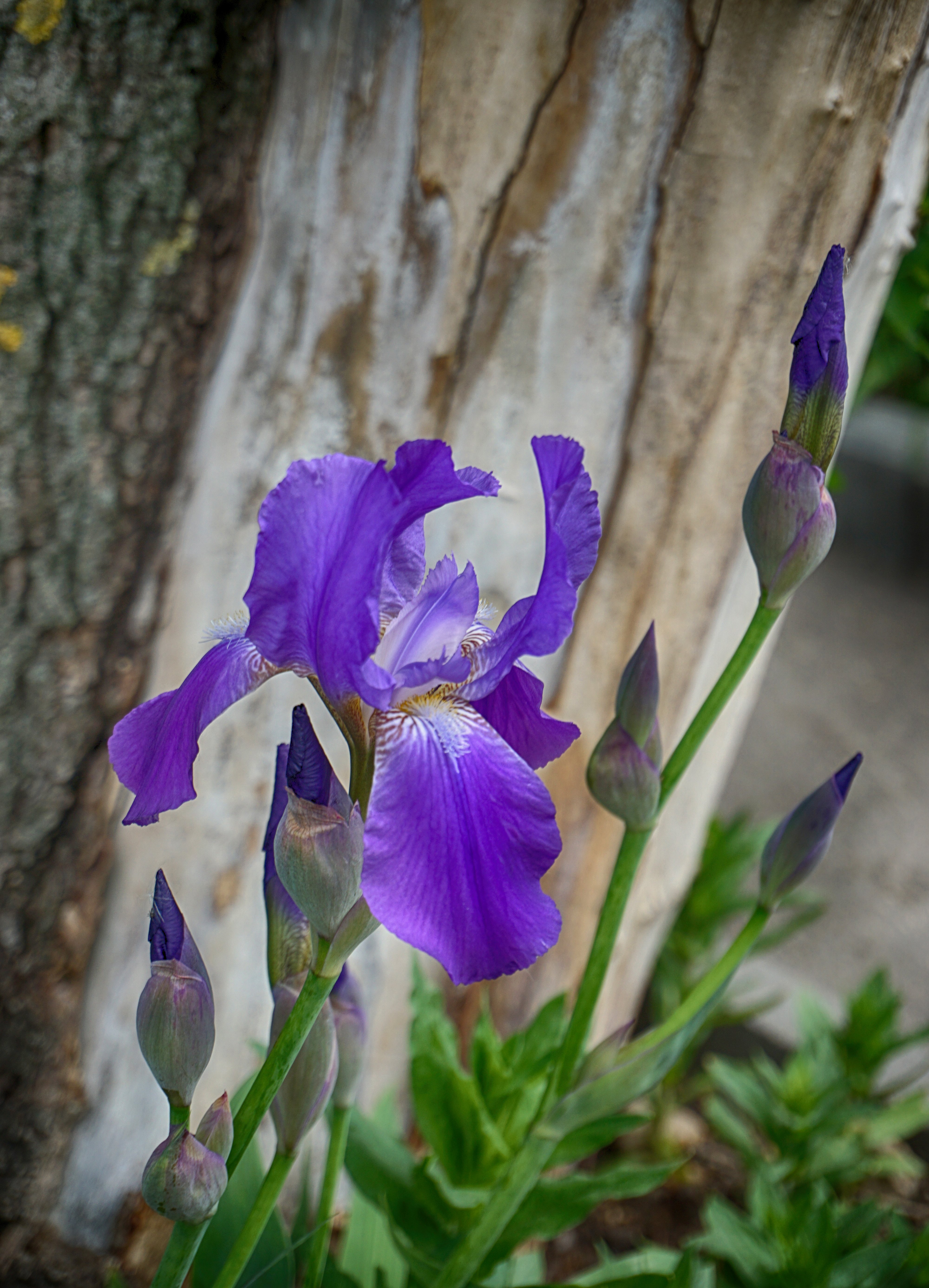 ирис карликовый блэк черри делайт. ирис лонгфилдс. ирис пурпур. ирис тонколистный. ирис кожистый.