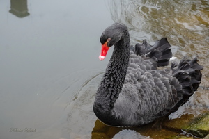 О чёрном лебеде...