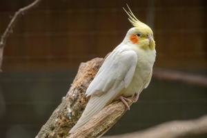 Про попугая...