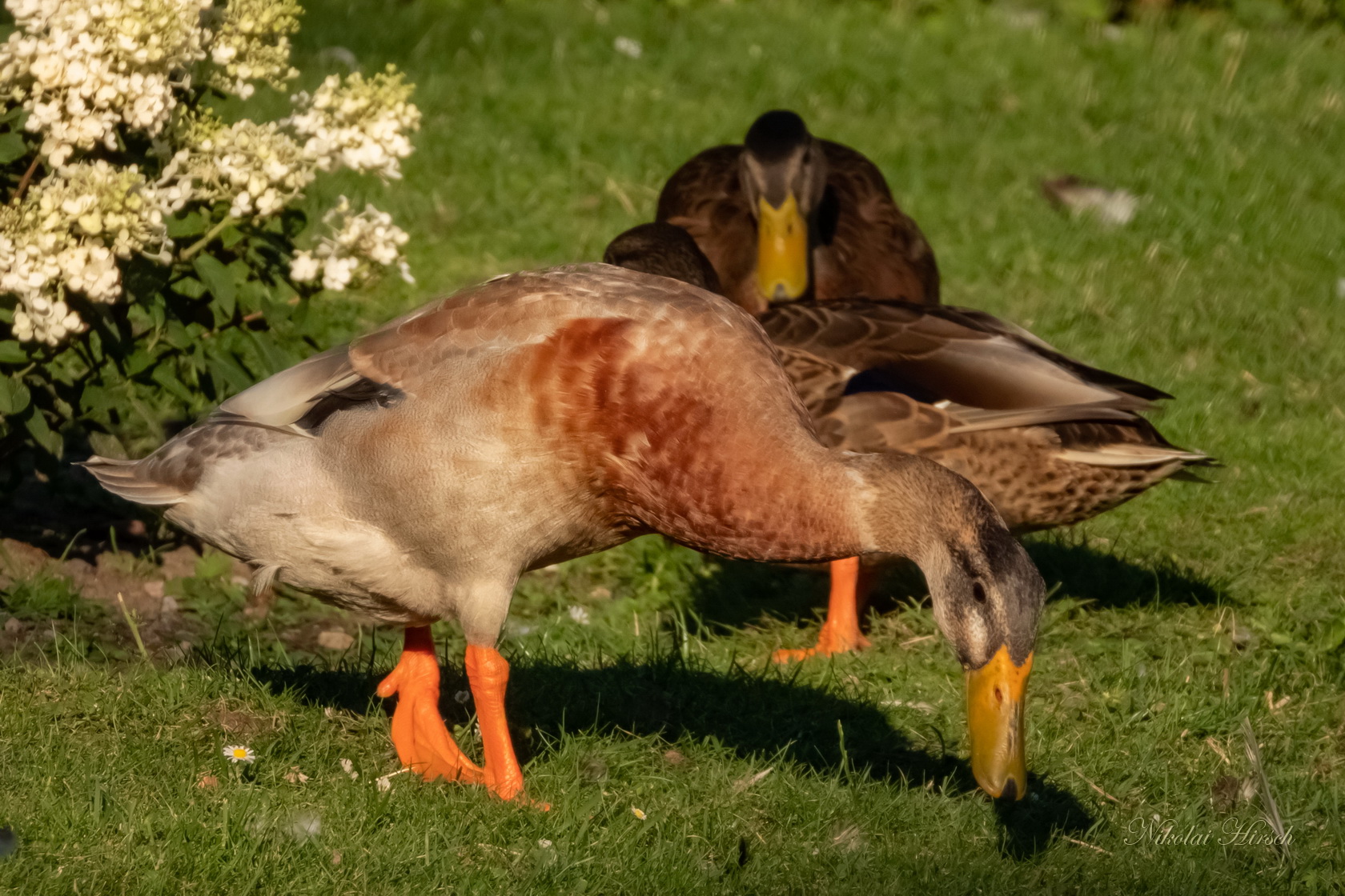 как будет по английски мирная утка