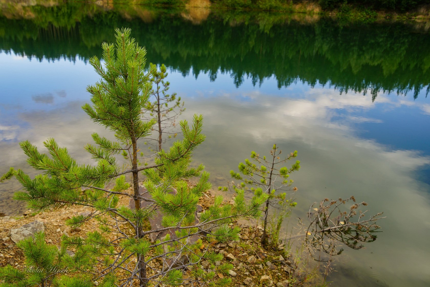 Сосенка кукмор