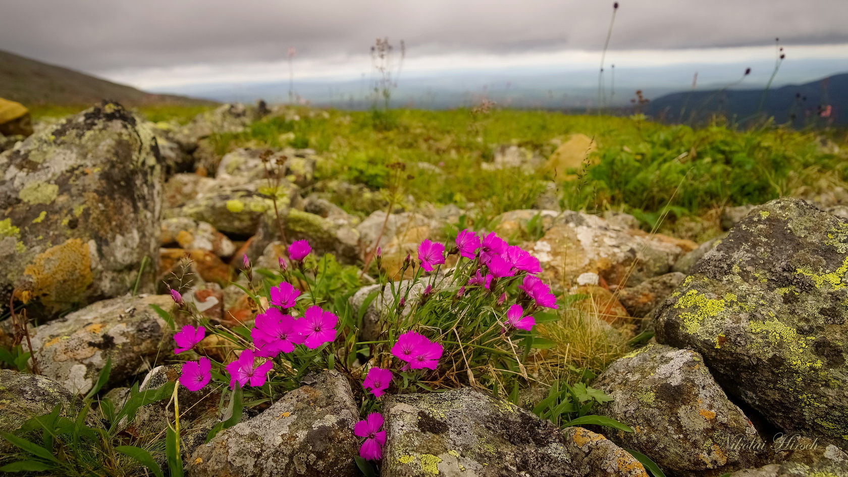 Растения уральских гор