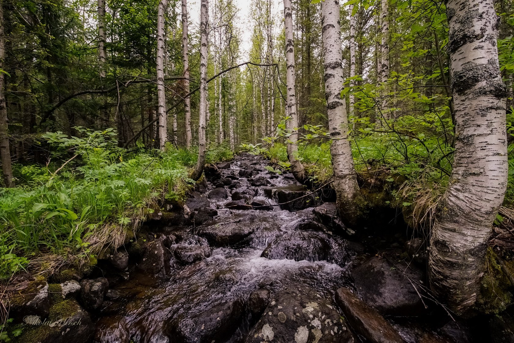 северный ручей. река пыча. город форкс сша лес штат вашингтон папоротник. северный ручей. хвойная тайга ручей.