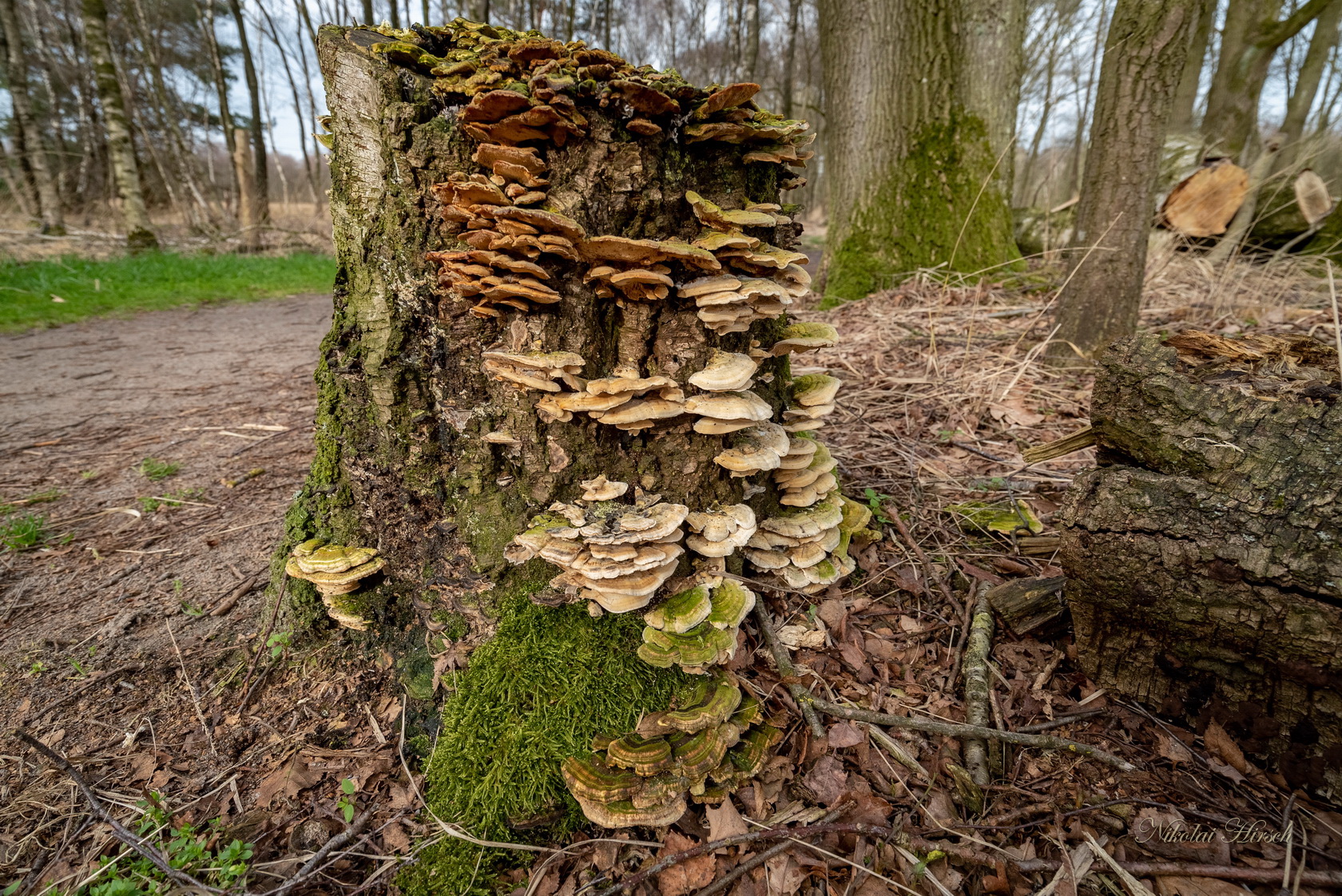Привезли из леса пень с грибами