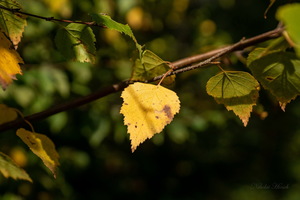 Билетик в осень...