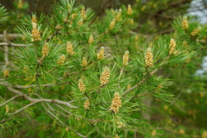 Сосна цветёт...