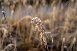 Этюд с тростником и инеем...
