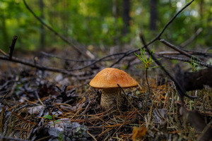 Фото Подосиновиков В Лесу