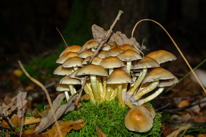 Могучая кучка...