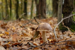 Ноябрьский привет...