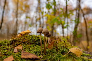 Их было трое...