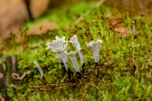 Мох и лишайник...