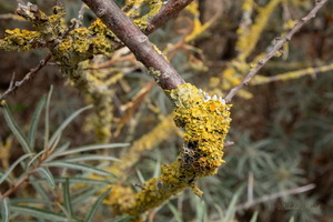 Дерево и его обитатели...