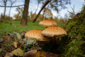 Чешуйчатка...