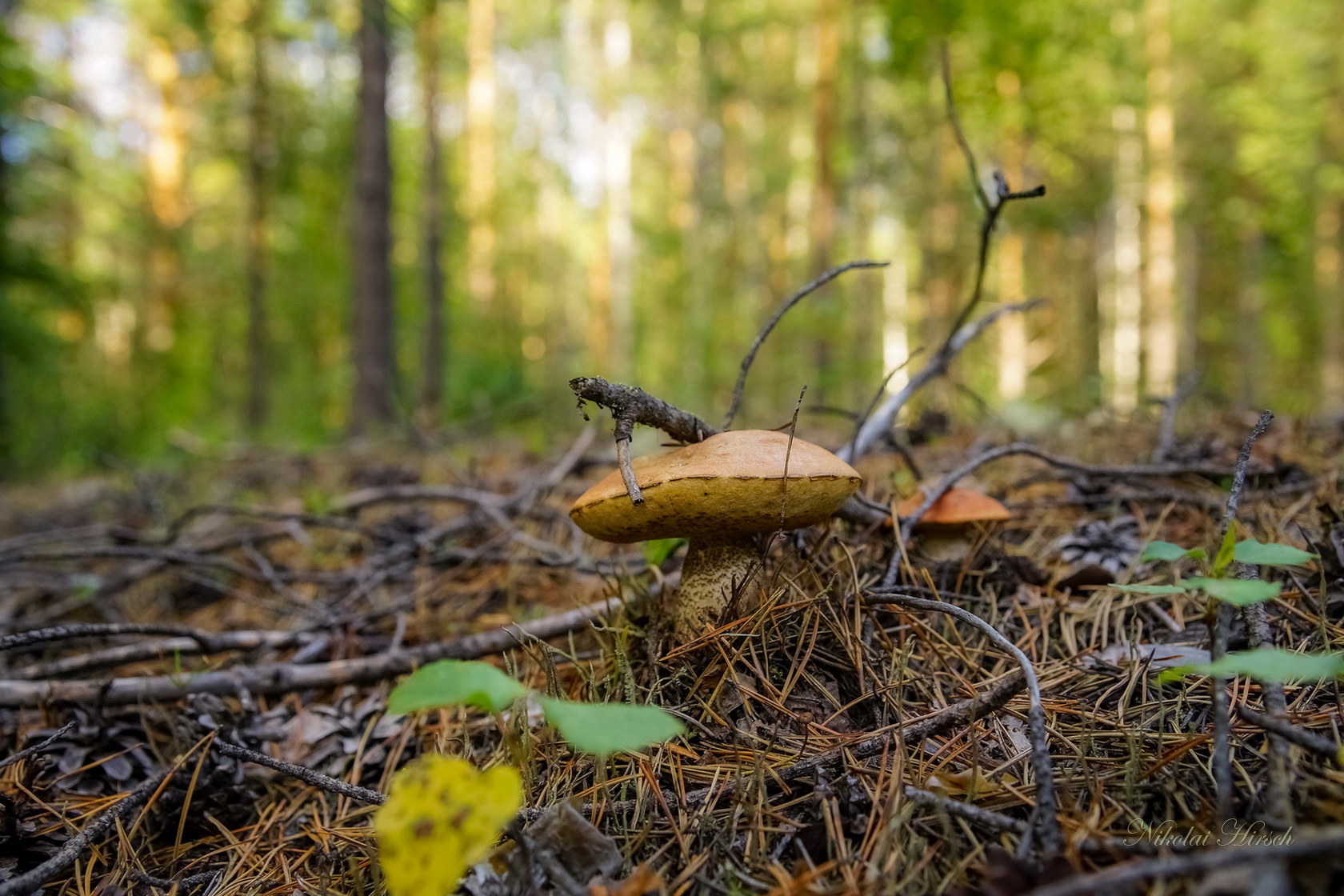 Фото Подосиновиков В Лесу