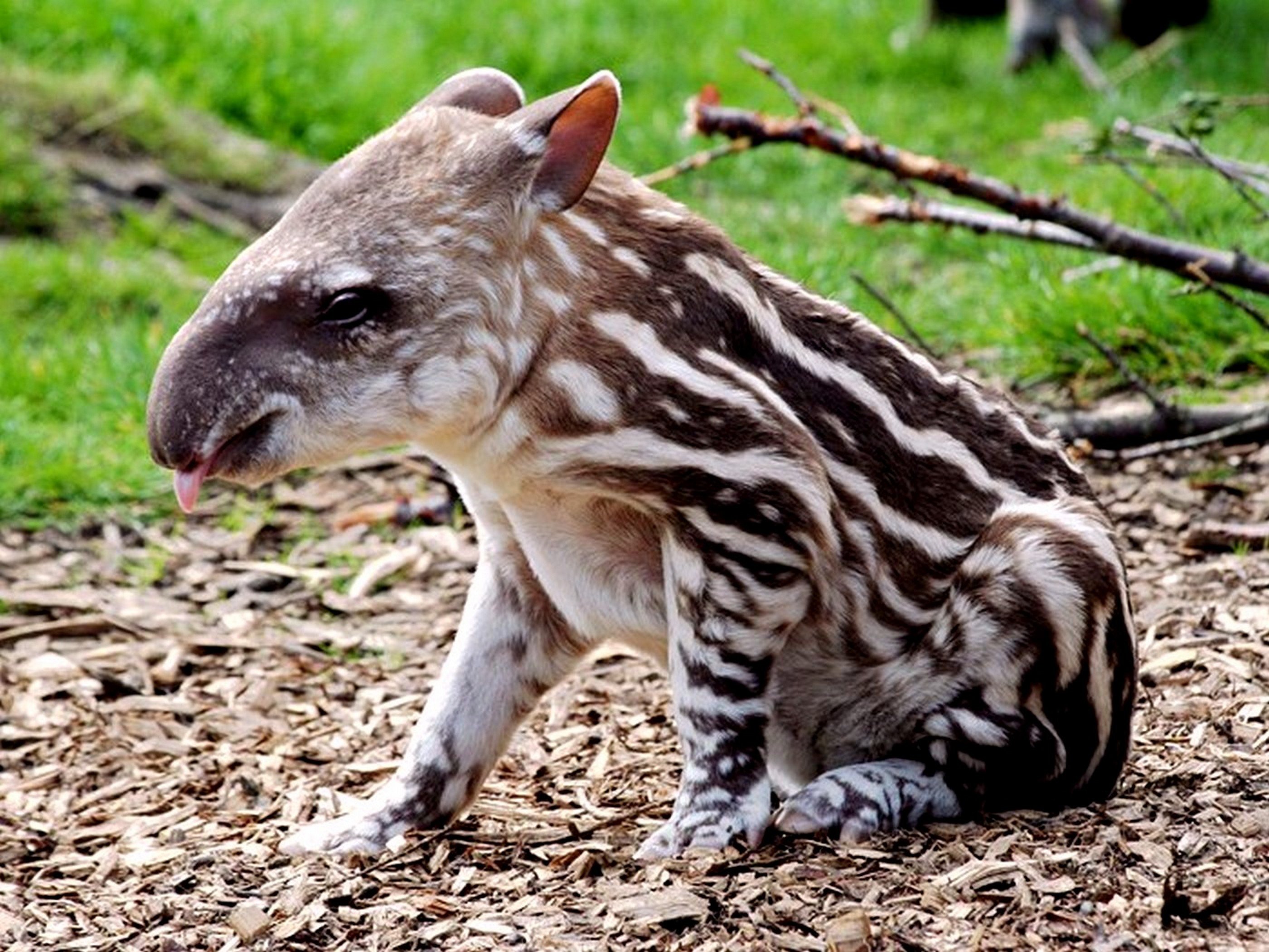 Редкие виды млекопитающих. Полосатый тапир. Тапир ареал. Тапир детеныш. Детеныш равнинного тапира.