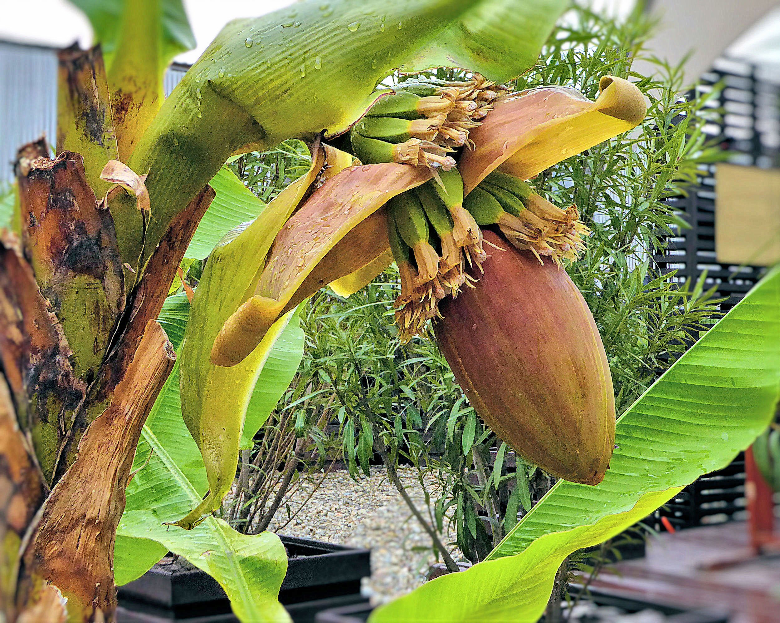 Как цветет банан. Банановая Пальма цветение. Банановое дерево в Сочи. Банановая Пальма в Сочи цветок. Банановая Пальма зацвела.
