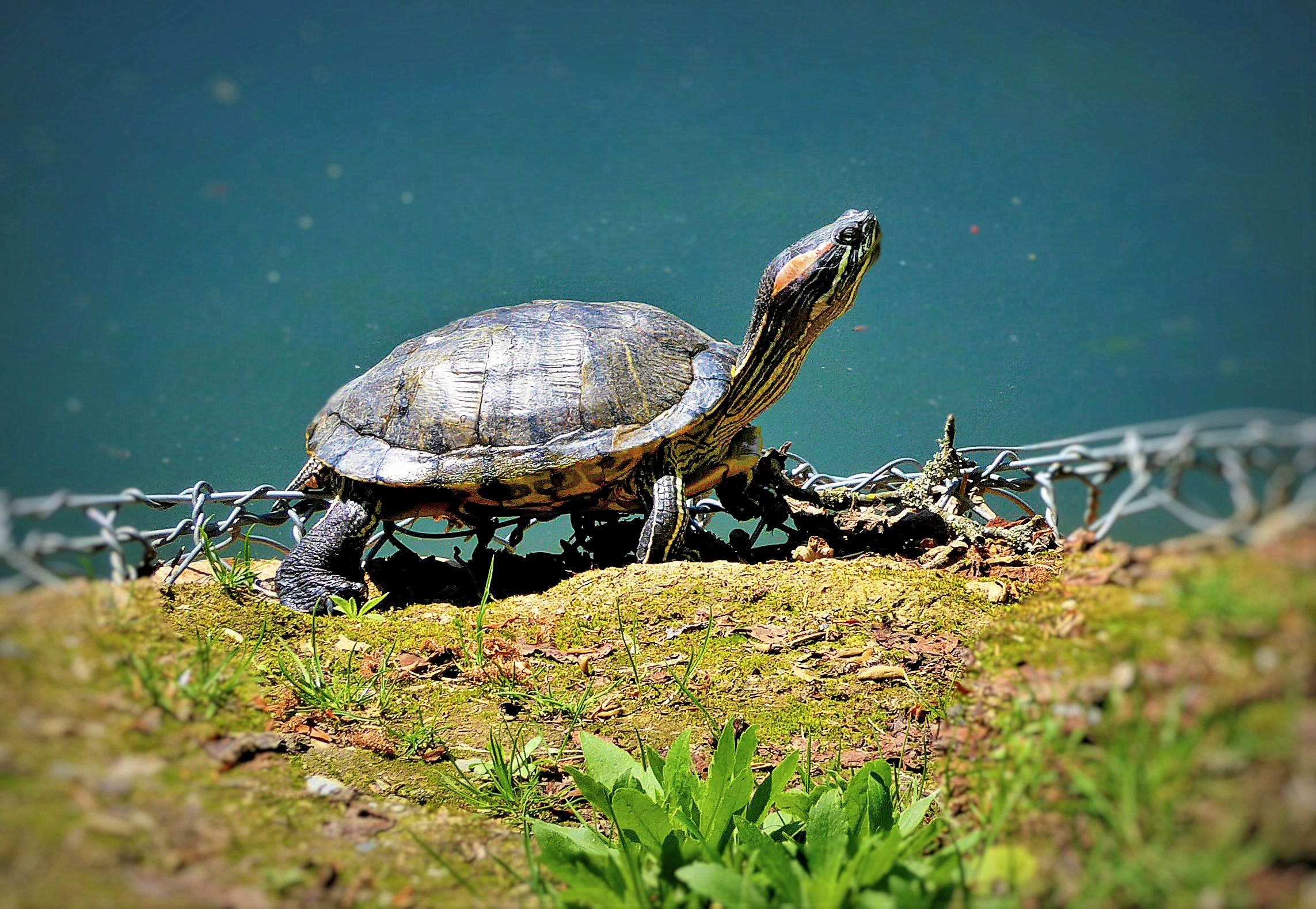 Каспийская Болотная черепаха