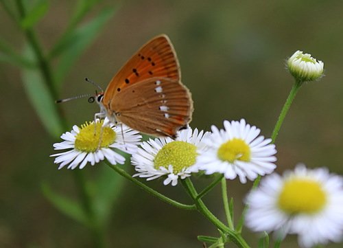 июльский этюд с бабочкой