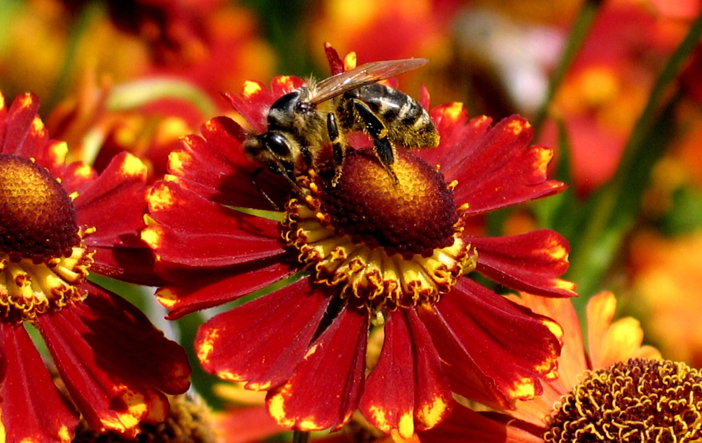 Нектар фото. Пчелы сборщицы. Цветочный нектар. Пчела сборщица с нектаром. Пчела на цветке фото.