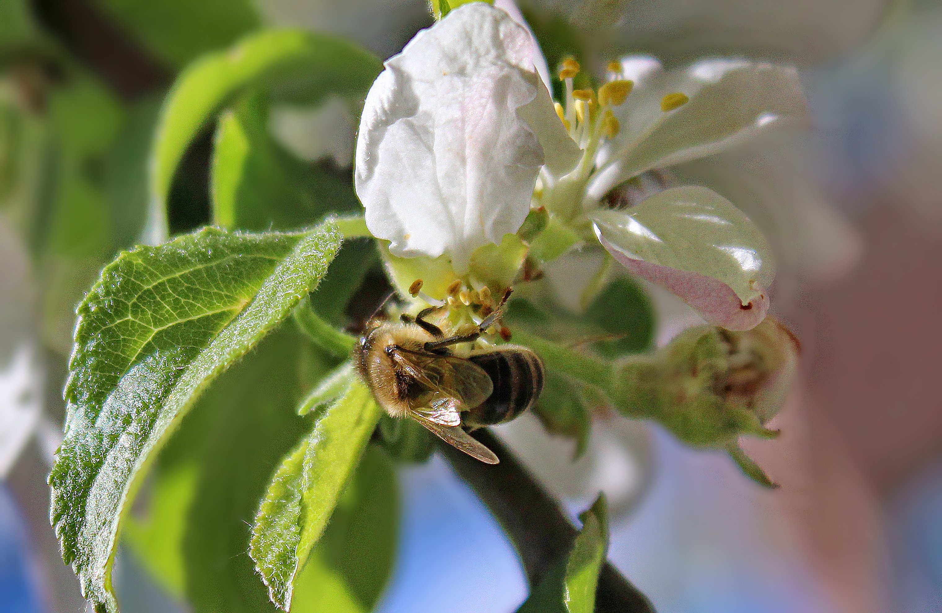 Цвель. Пчела на яблоне. Ветка яблони с пчелами. Яблони и пчелы на Северном Урале видео. Пчела на цветке яблони фото.