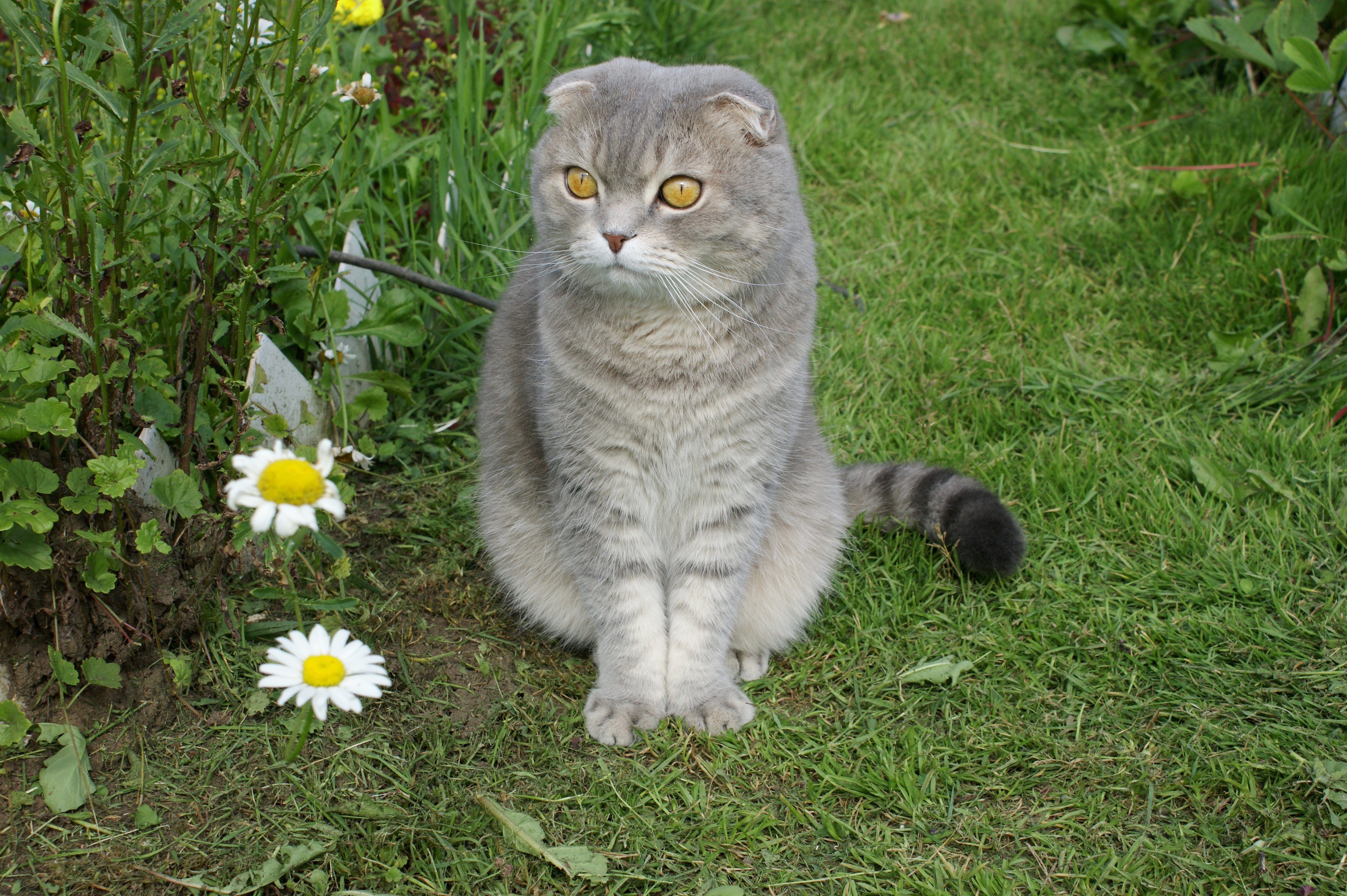 Кличка для кота шотландца. Scotland female names for Cats.