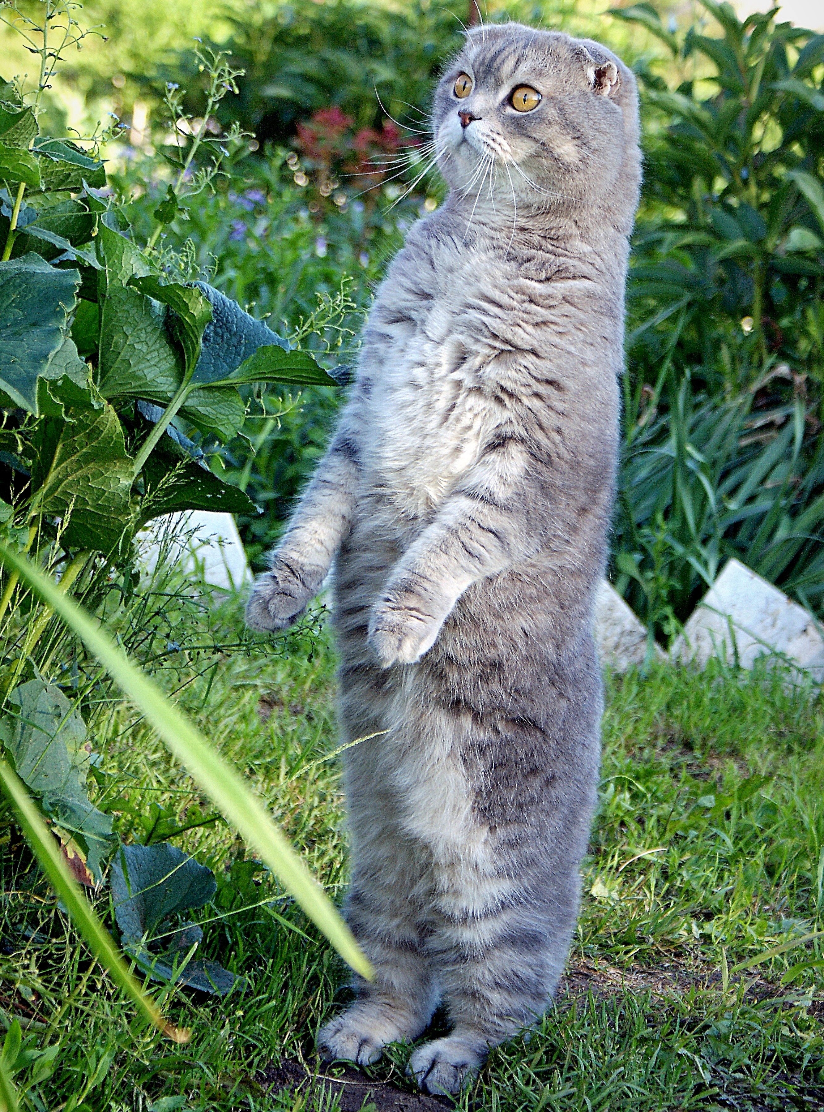 Лапы шотландских кошек. Скоттиш фолд. Шотландский вислоухий кот. Скоттиш-фолд Шотландская вислоухая кошка задние. Шотландская вислоухая ошка.
