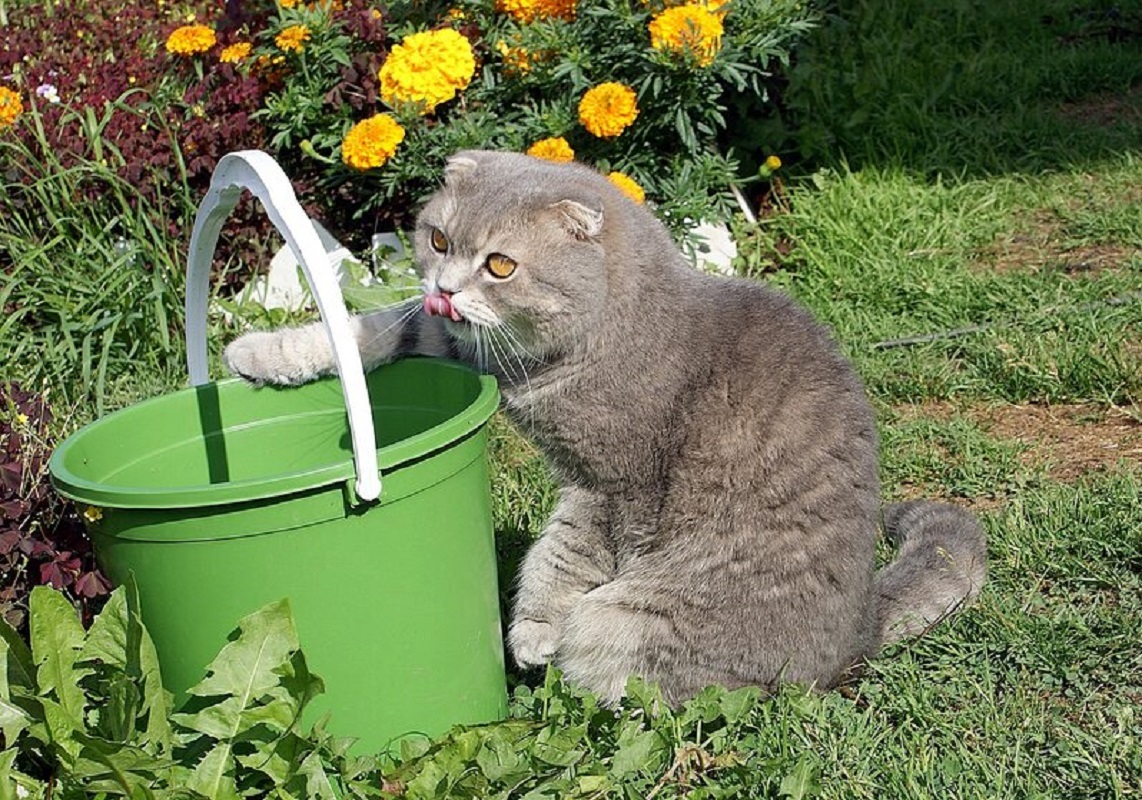 Коты на даче прикольные картинки