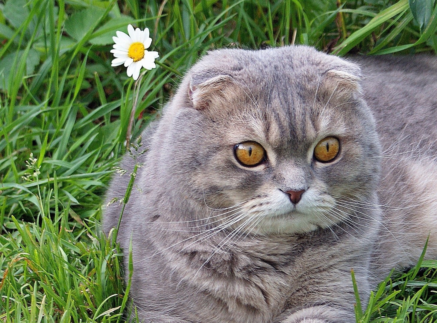 Шотландская вислоухая кошка на природе