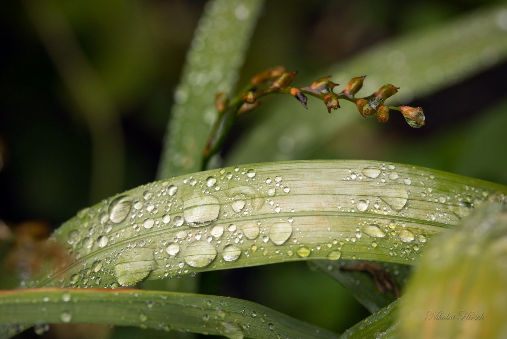 Через сколько после дождя. Цветы которые становятся прозрачными после дождя. Бамбук после дождя.