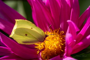 Лимонница на цветке...