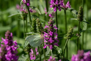 Про лимонницу...