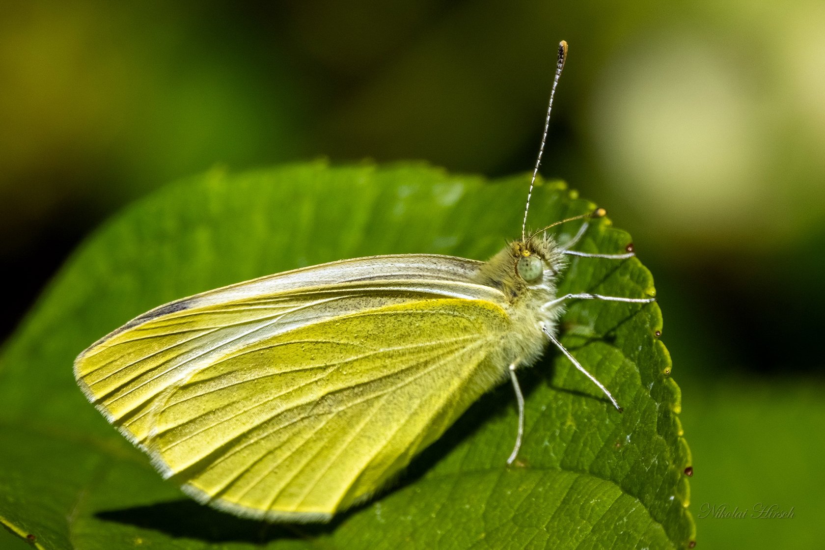 Лимонник бабочка фото