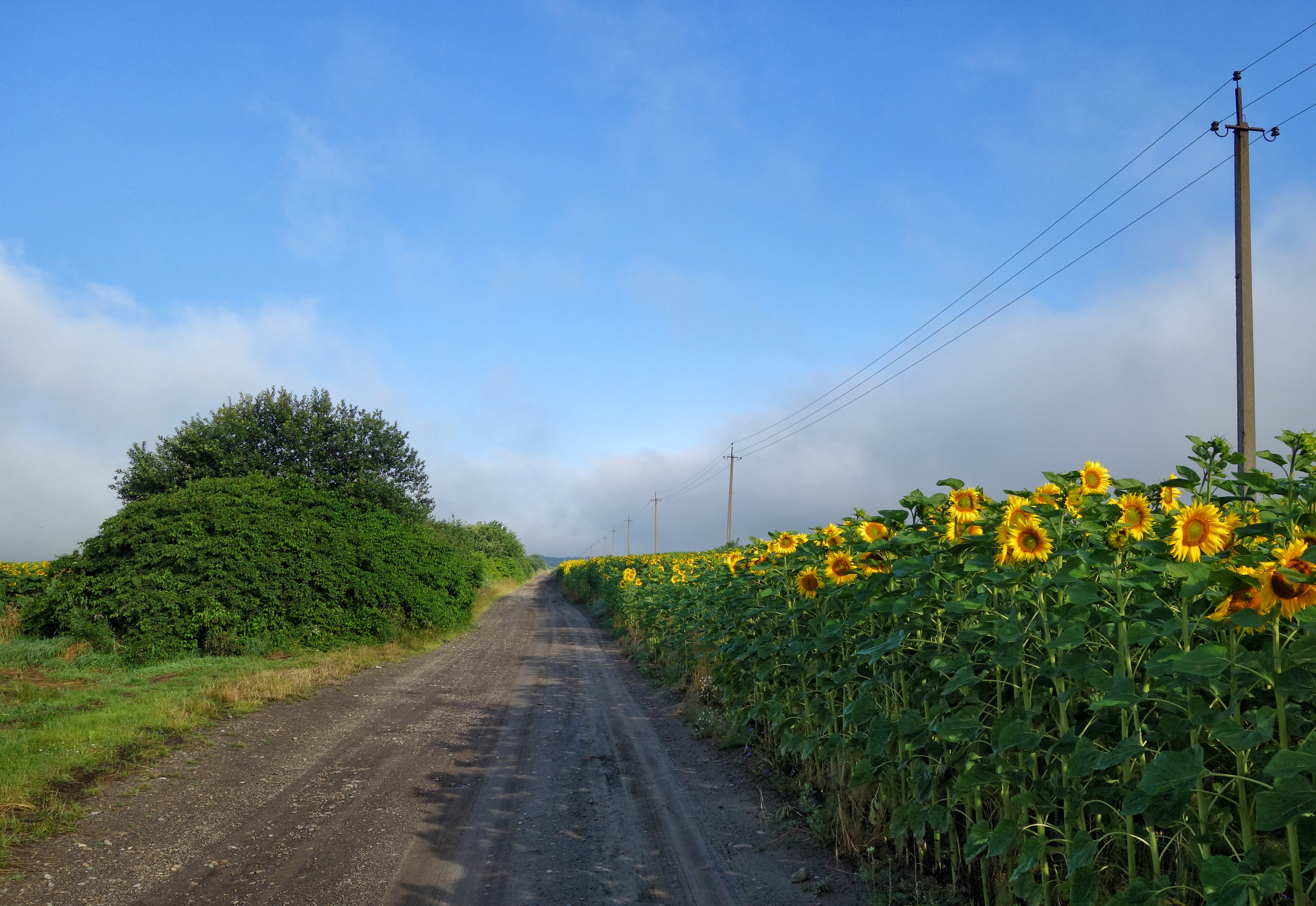 Село полевое. Полевые дороги фото. Село Стуфченцы Украина. Село Путрено.