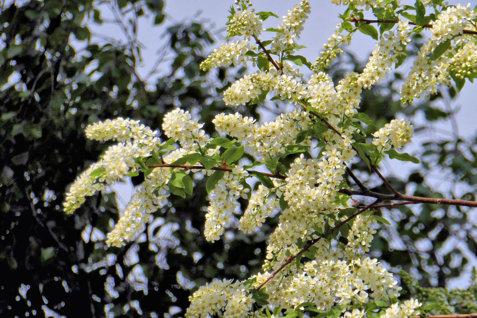 черёмуха душистая. черемуха душистая слушать. черемуха душистая слушать. цветущая черемуха. а.