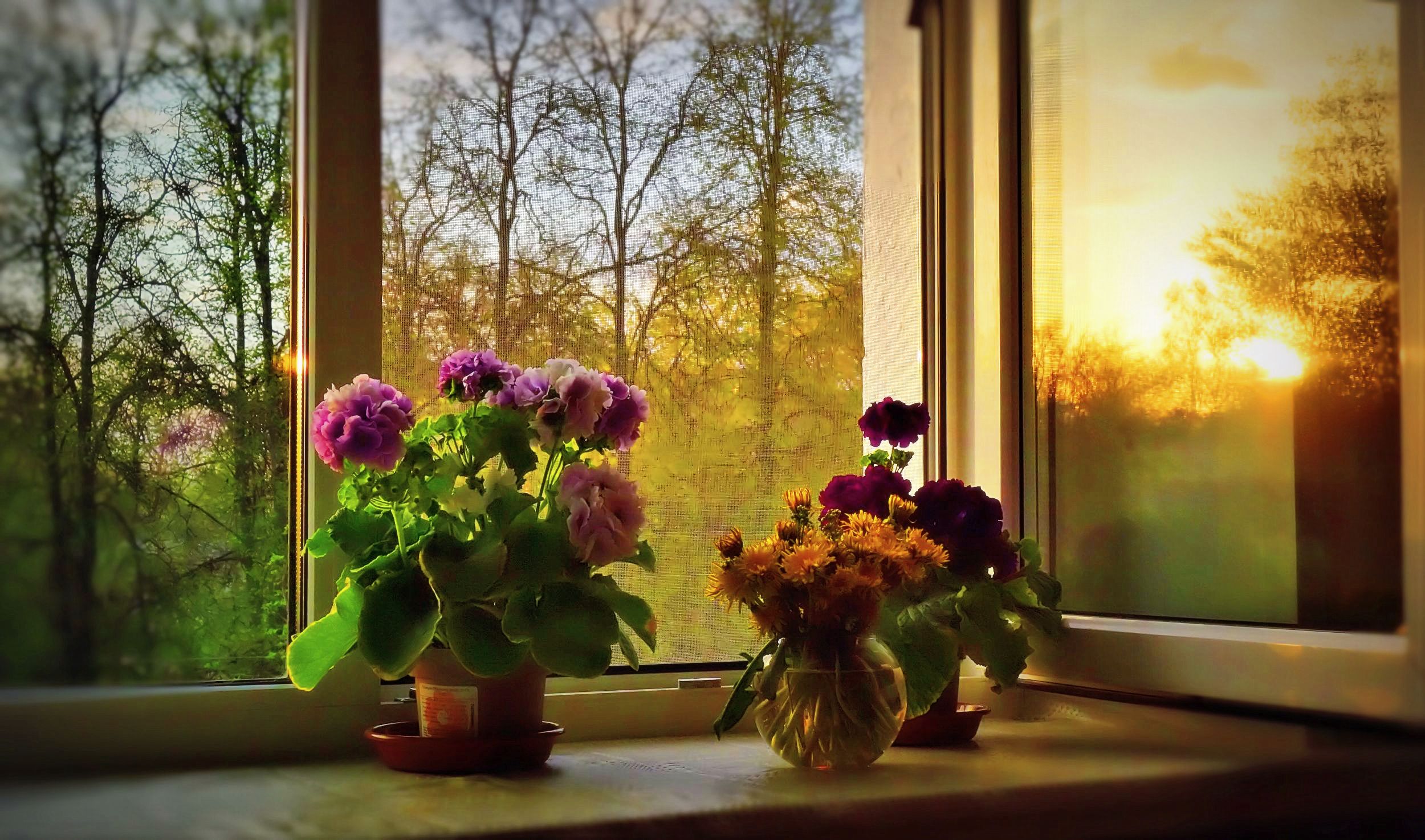 Подарить цветы в окно. Цветы на подоконнике. Весенние цветы на окне. Красивый подоконник с цветами. Осенние цветы на окне.
