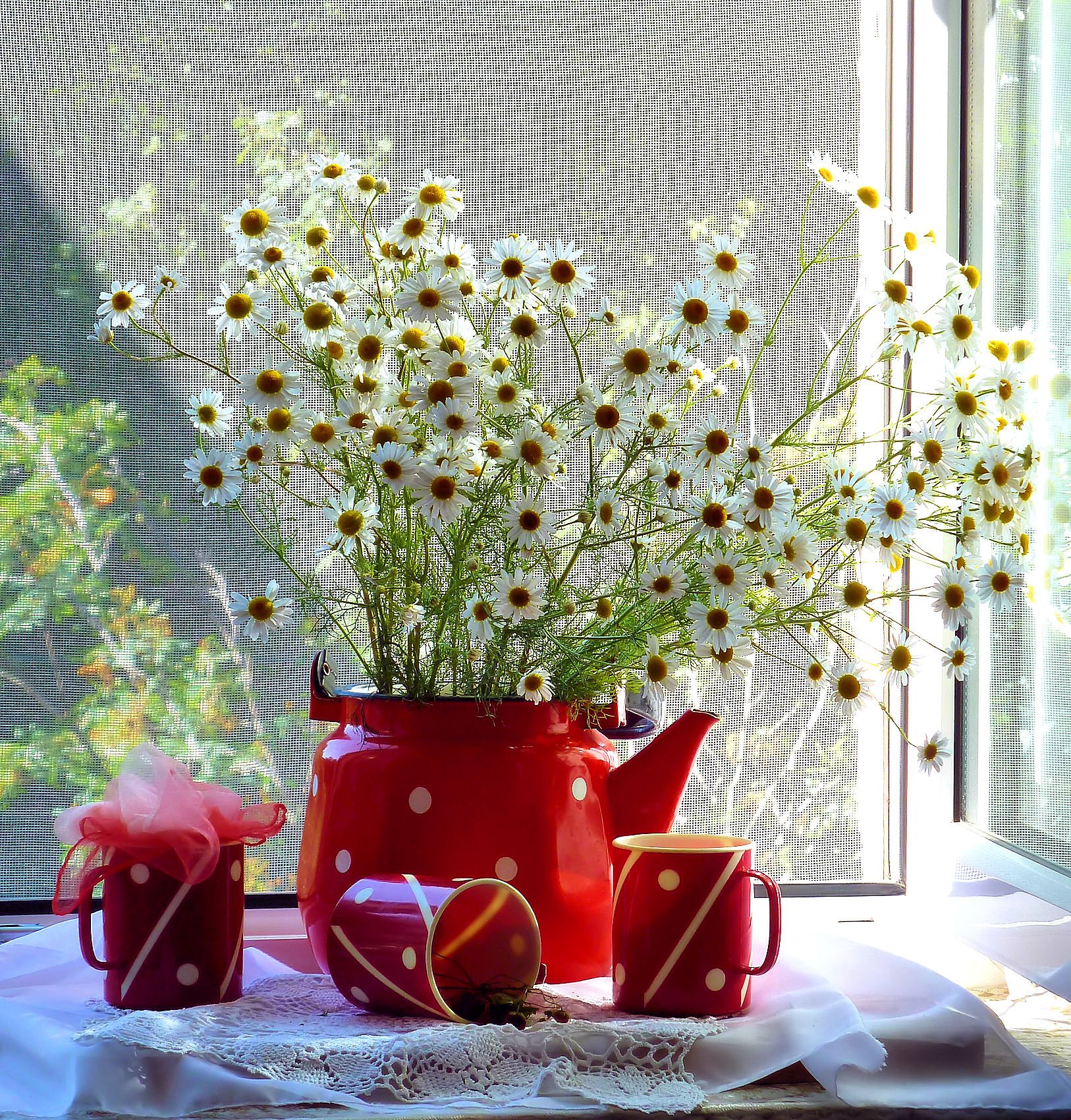 Цветы для солнечного подоконника