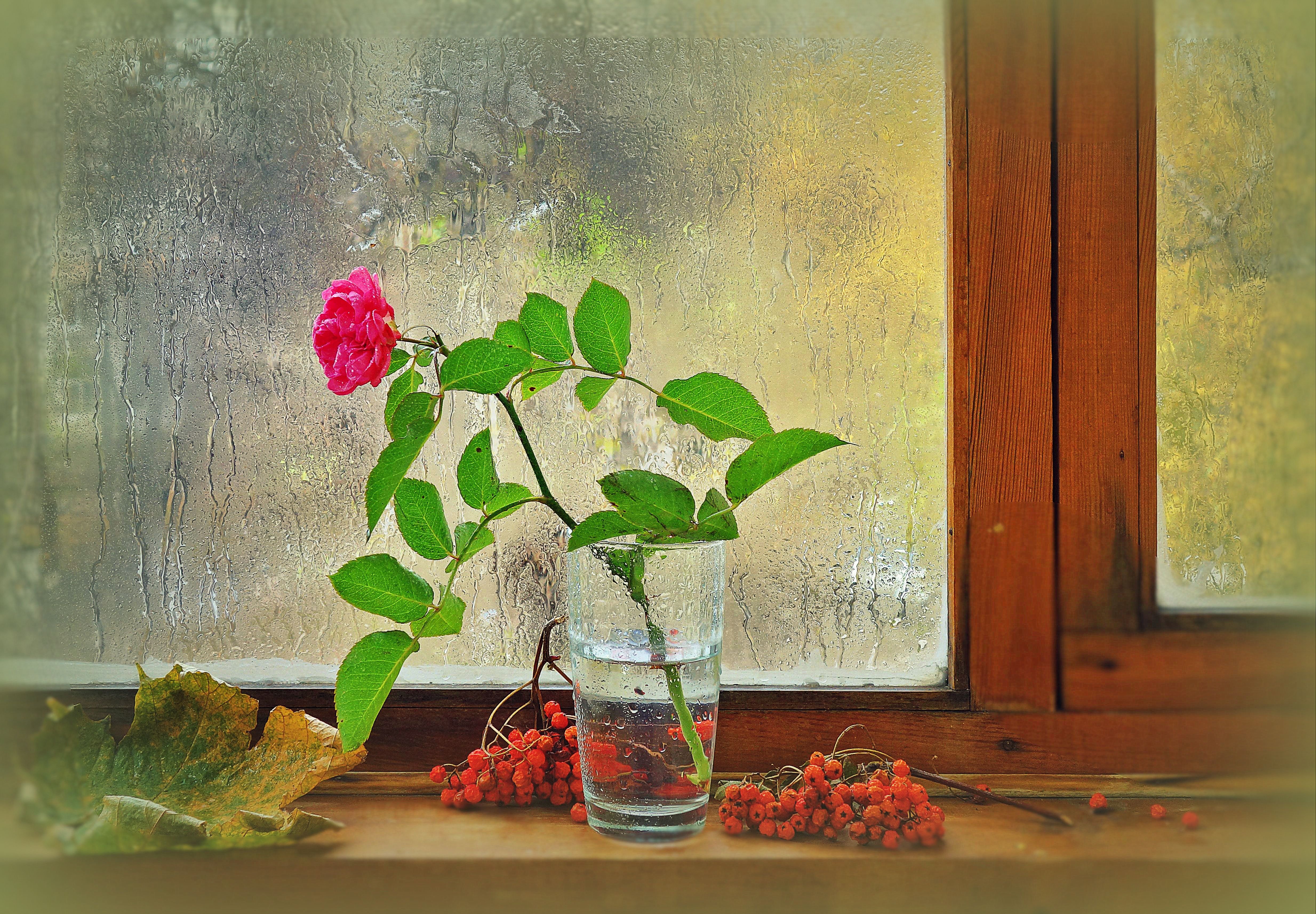 Ветка стучит в окно. Цветы на окне. Растения на подоконнике. Осенние цветы на окне. Окно с цветами на подоконнике.