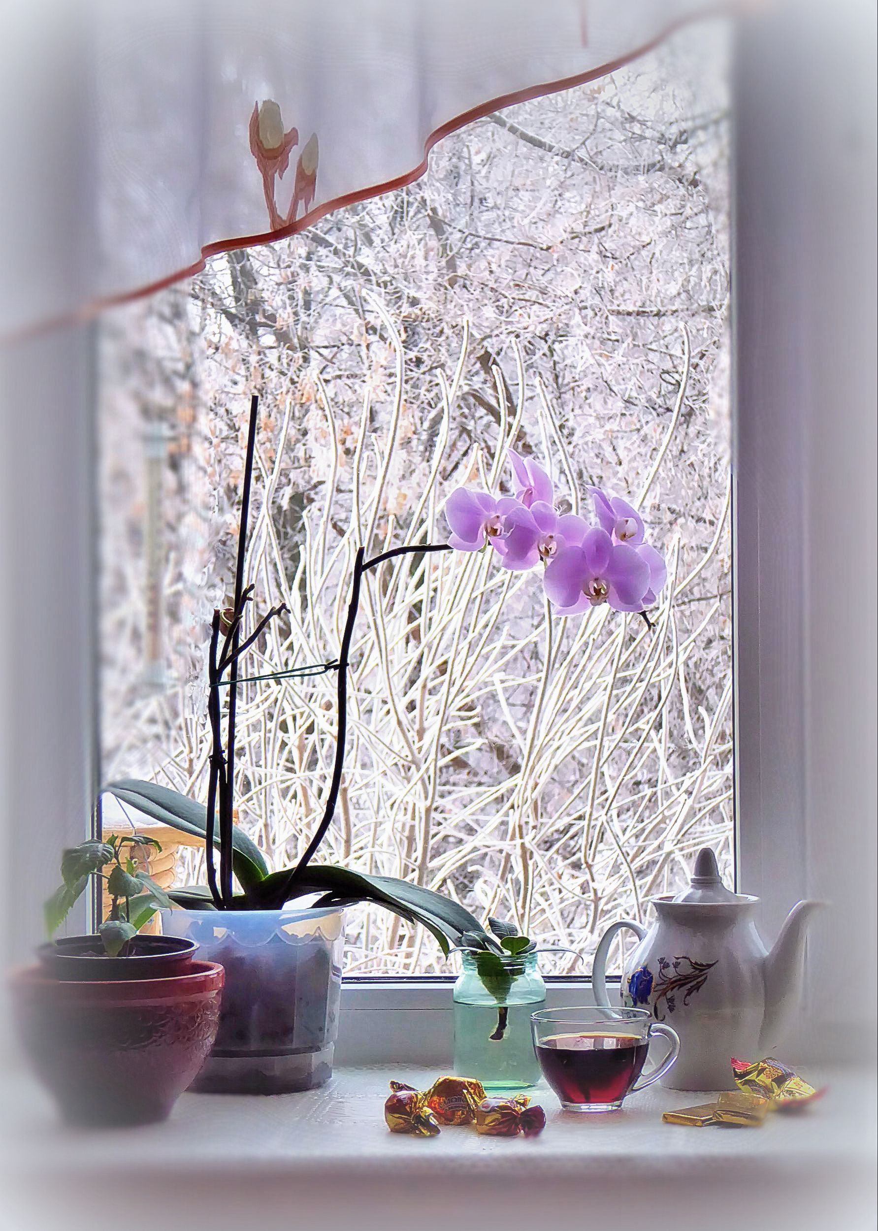 Доброе снежное мартовское утро. Весенние цветы на окне. Цветы на заснеженном окне. Зимнее окно. Весенний пейзаж за окном.