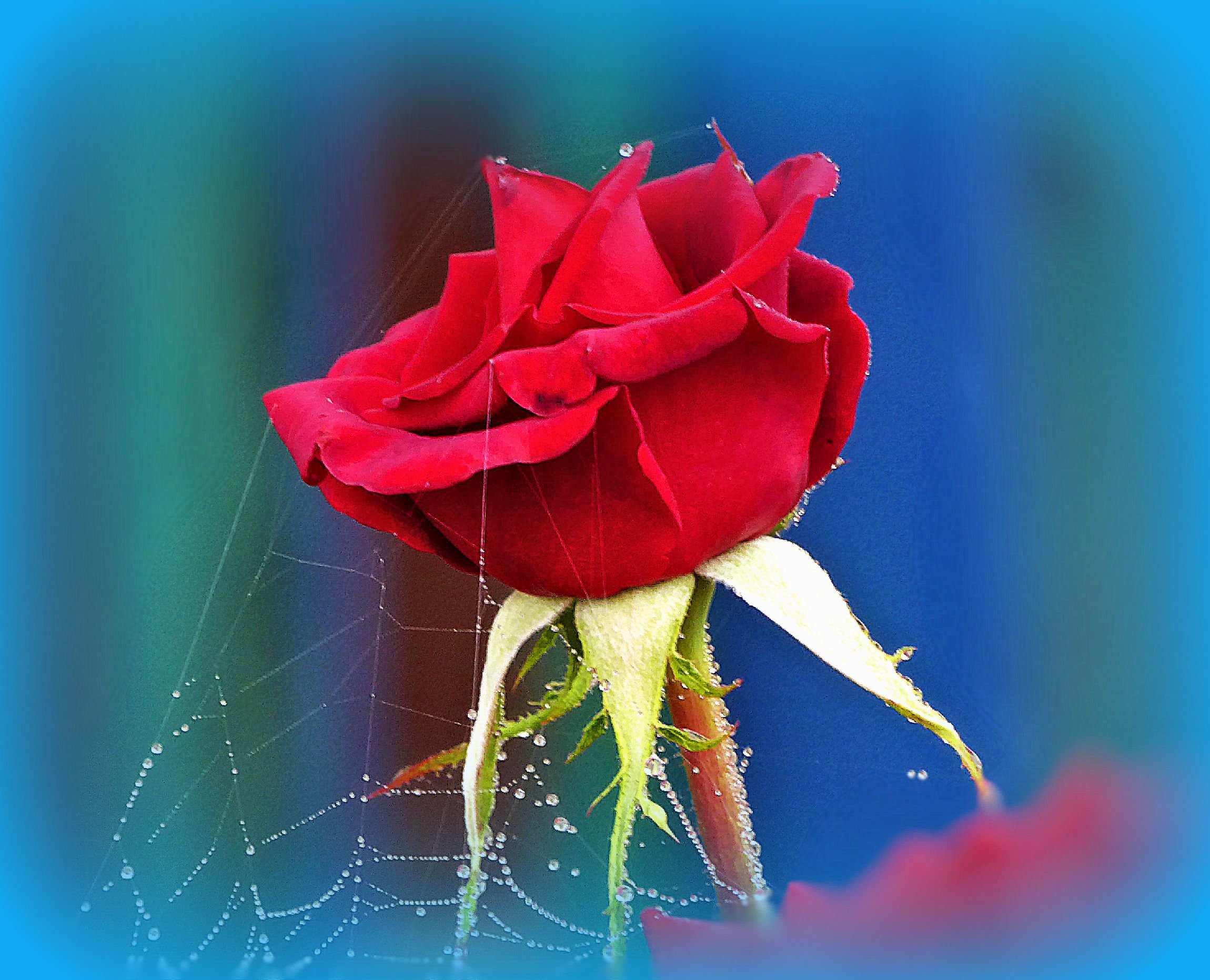 Ангелина Романова розы красной лепесток