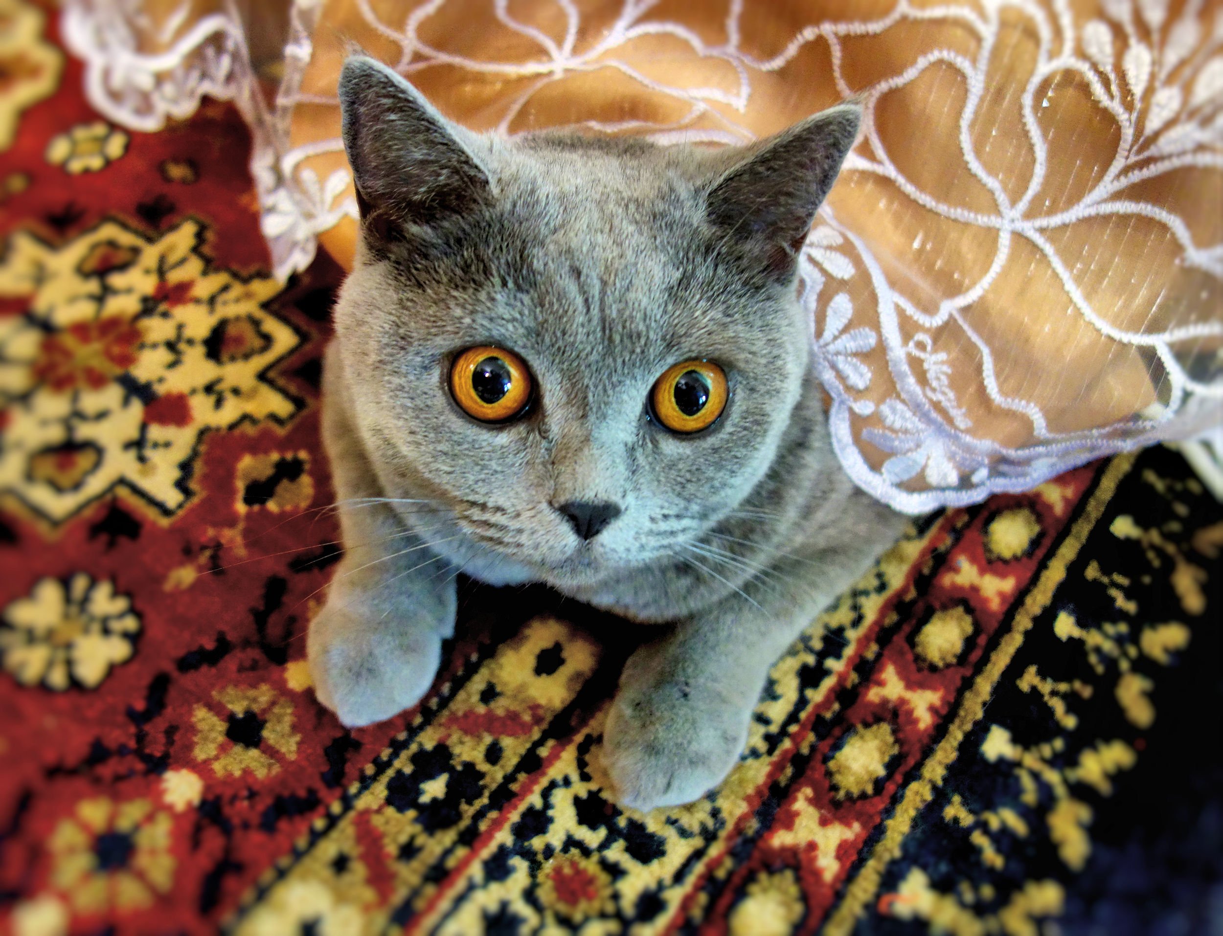 Узнать таки