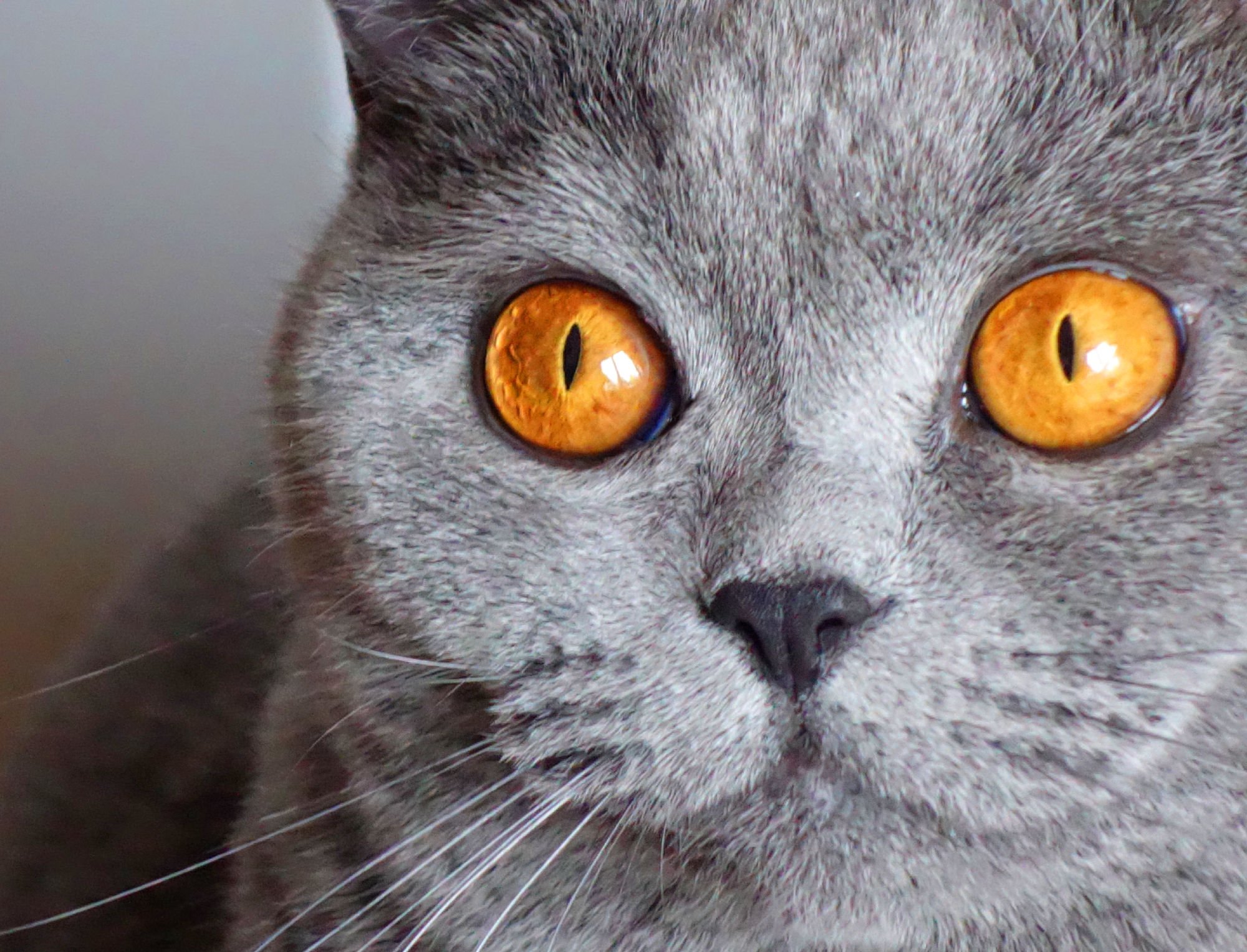 Шотландский вислоухий кот серый янтарные глаза