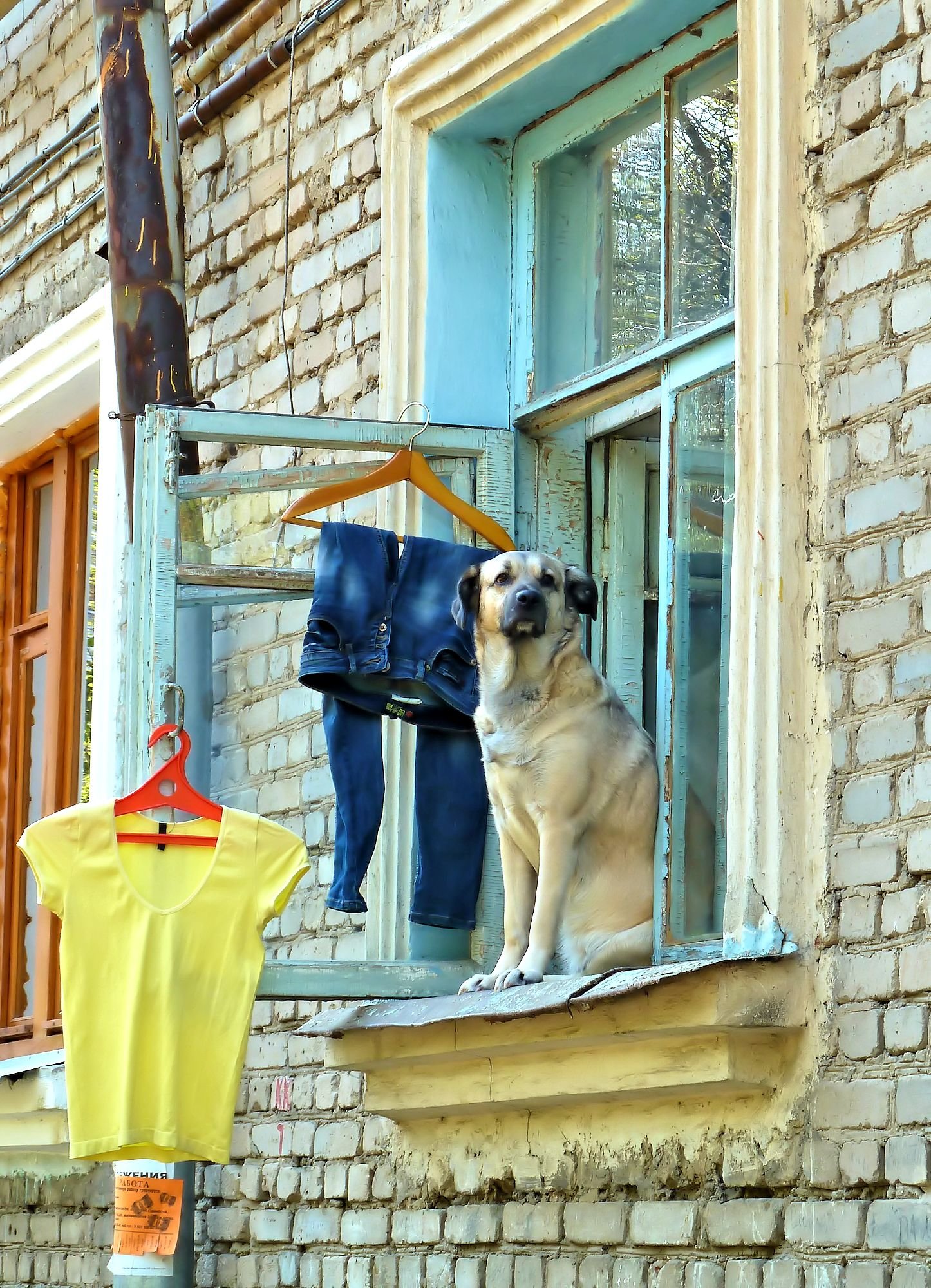 Окна брат. Собака в окне. Собака за окном. Собака в окне дома. Окно собачника.