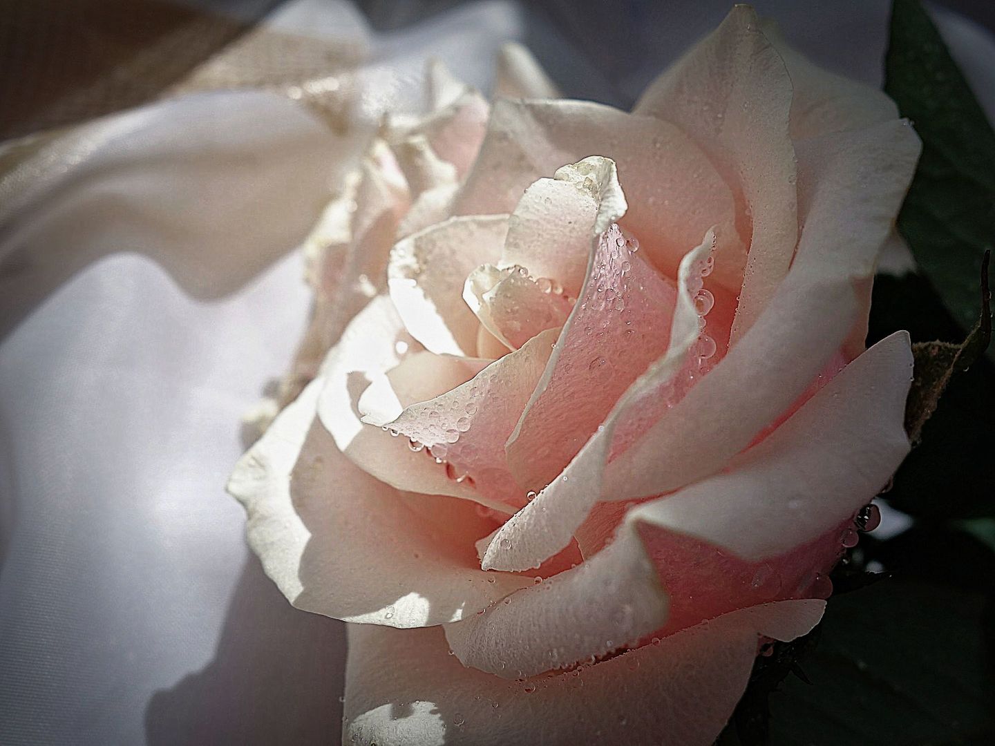 Розы света песня. Света и Розочка. Колыханье световой розы из лучей фото, картины. Light Rose Taup.