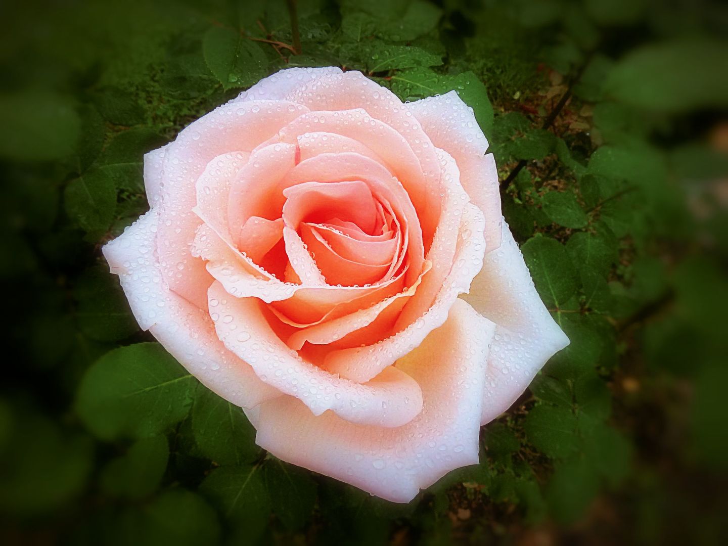 Розы света песня. Лето розы. Света и Розочка.