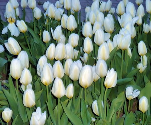 Белые атласные тюльпаны украшают город...