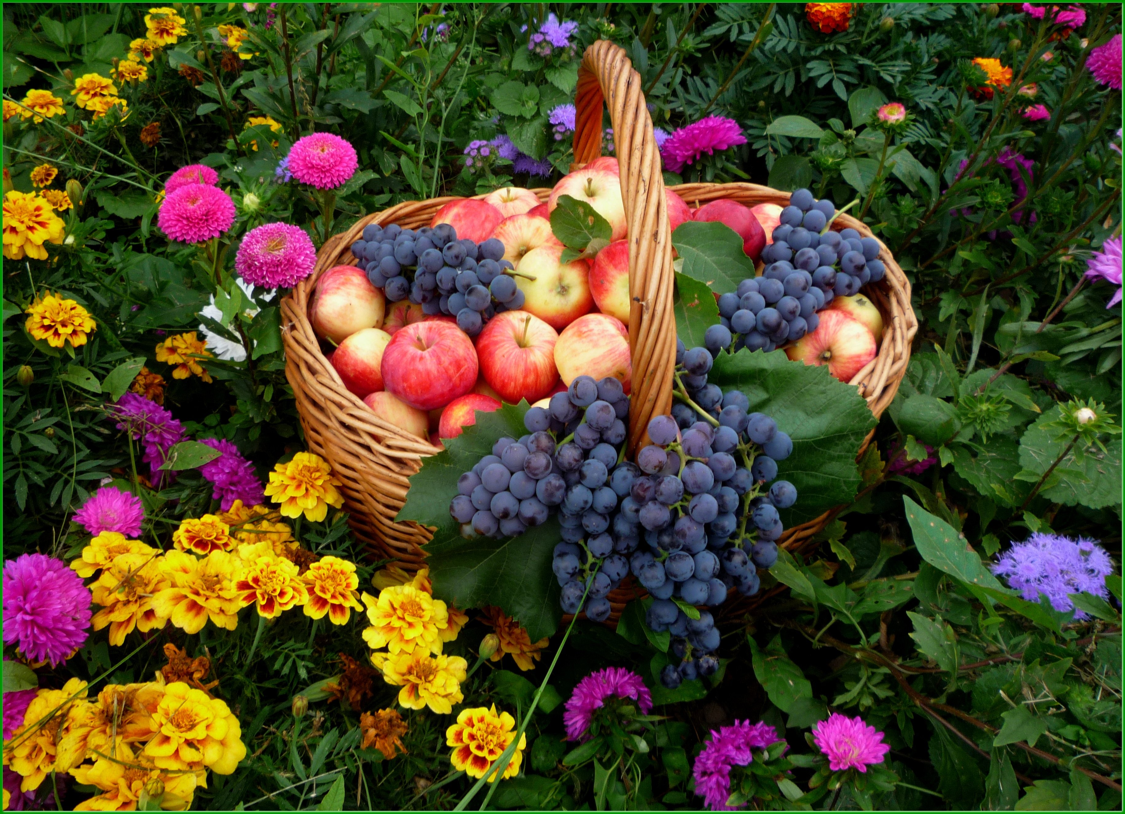 Уважаемый огород. Осенние дары природы. Летние фрукты. Сад с фруктами. Красивый август.