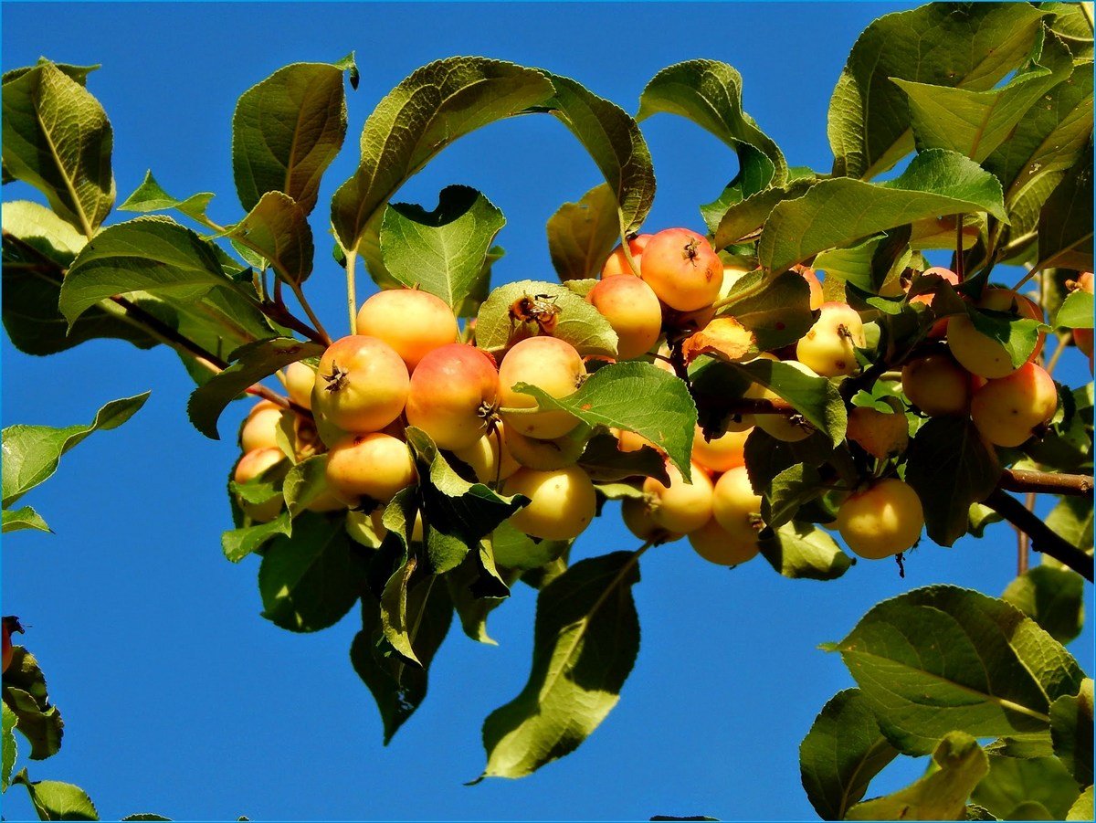 Райские яблочки слушать. Райские яблочки фрукт. Райские яблочки дерево фото. Райские яблочки на ветке. Райские яблочки веточка.